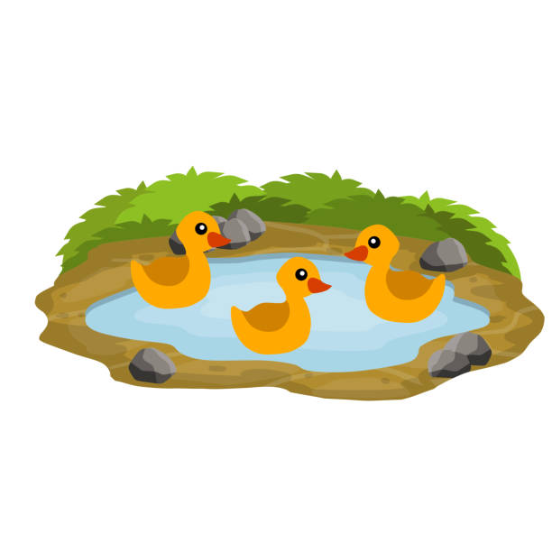 Ducks in the pond. Chicken swims in lake. Animal in wild and forest. Child of a bird in water. Flat cartoon. Ducks in the pond. Chicken swims in lake. Animal in wild and forest. Child of a bird in water. Flat cartoon. duck pond stock illustrations
