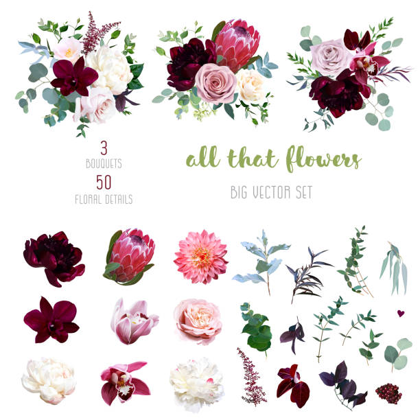 Dusty pink and creamy rose, coral dahlia, burgundy and white peony flowers Dusty pink and creamy rose, coral dahlia, burgundy and white peony flowers, cymbidium orchid, pink camellia, eucalyptus, greenery, berry, marsala astilbe big vector collection. Isolated and editable bunch of flowers illustrations stock illustrations