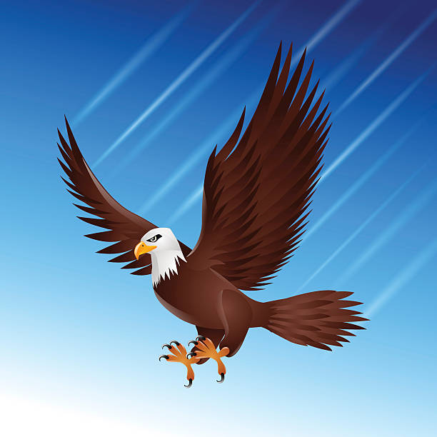 ilustrações de stock, clip art, desenhos animados e ícones de águia-dominó céu de pássaro voador da vida selvagem movimento - açores