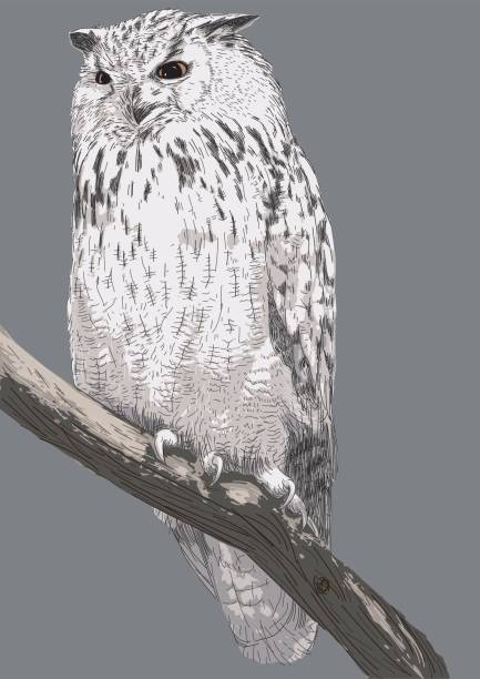 Top 60 Great Horned Owl Clip Art, Vector Graphics and ...