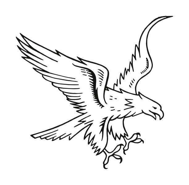 stockillustraties, clipart, cartoons en iconen met eagle - eagle cartoon