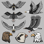 Eagle vector animal head predator silhouette illustration. Abstract national force america freedom nature. Wildlife usa insignia mascot falcon shape.