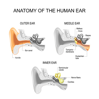 Ear anatomy. Cross section of External (outer), middle, and Inner ear opened. Close-up of human ear structure. Poster for education and medical use. Vector illustration. easy editable