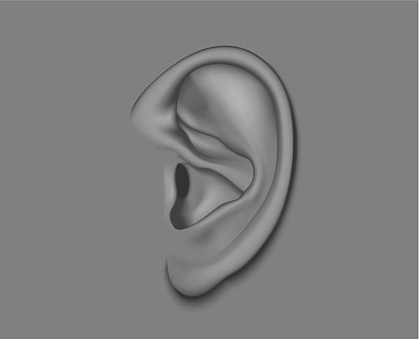 ear vector art illustration