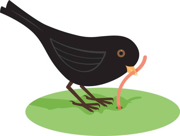 Early bird getting the worm vector art illustration