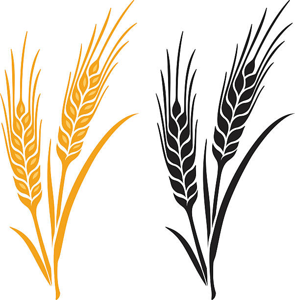 уши пшеница, ячмень или город рай - пшеница stock illustrations