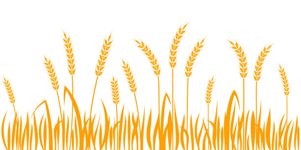 ilustrações de stock, clip art, desenhos animados e ícones de ears of wheat horizontal border seamless pattern - cereal field