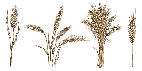 ears of wheat. set of vector sketches