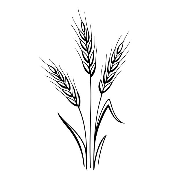 Ears of wheat Hand drawn ears of wheat. Vector design elements isolated on a white background. plant stem stock illustrations