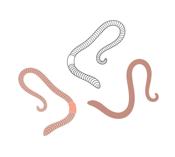 Earthworm logo. Isolated earthworm on white background EPS 10. Vector illustration nematode worm stock illustrations