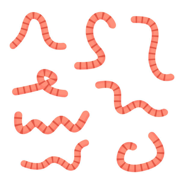 Earthworms crawling set. Earthworms crawling set. Vector worm cartoon illustration isolated on white background. worm stock illustrations