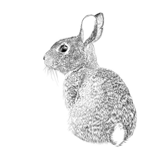 bildbanksillustrationer, clip art samt tecknat material och ikoner med påskharen vektor bläck ritning - kanin djur
