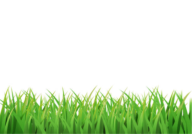 Easter Grass Illustrations, Royalty-Free Vector Graphics & Clip Art