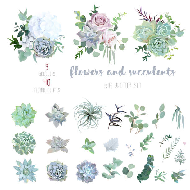 Echeveria, tillandsia blue, grey, mint succulents, white hydrangea, pale pink rose Echeveria, tillandsia blue, grey, mint succulents, white hydrangea, pale pink rose,greenery and eucalyptus big vector design set.Trendy pastel dusty color wedding collection. Isolated and editable succulent plant stock illustrations