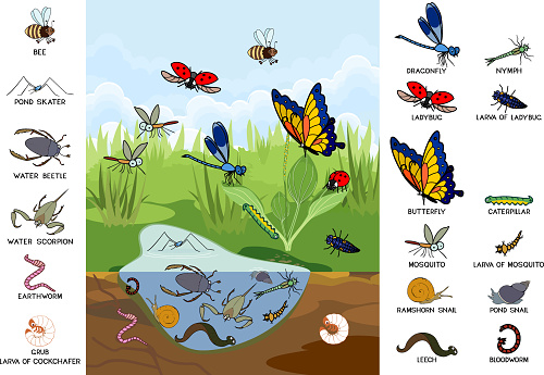 Ecosystem of pond. Insects and other invertebrates animals in their natural habitat. Schema of pond structure