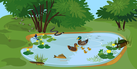 Ecosystem of pond with different animals (birds, insects, reptiles, fishes, amphibians) in their natural habitat. Schema of pond ecosystem structure for biology lessons