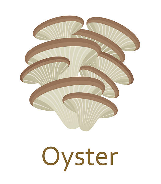 Edible mushroom flat icon. Oyster. Vector illustration. Edible mushroom flat icon. Oyster. Vector illustration. oyster mushroom stock illustrations