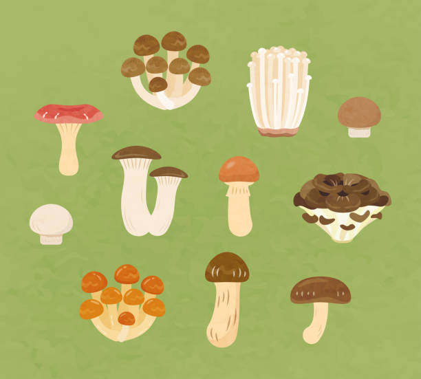 Edible mushrooms Edible mushrooms
Shiitake mushroom, shimeji mushroom, eringi, maiko, matsutake mushroom, mushroom, enoki mushroom, etc. enoki mushroom stock illustrations