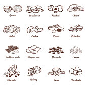 Edible nuts and seeds vector icons. Protein healthy food set of nuts almond and peanut, walnut organic illustration