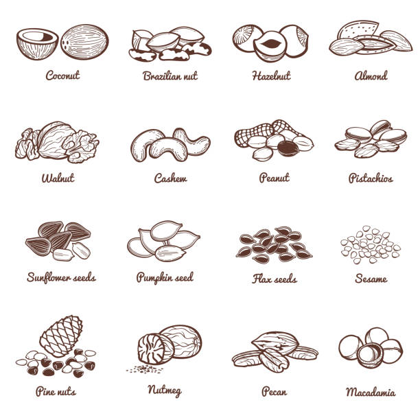 食用のナッツや種子のベクトルのアイコン。蛋白質健康食品セット - ごま点のイラスト素材／クリップアート素材／マンガ素材／アイコン素材