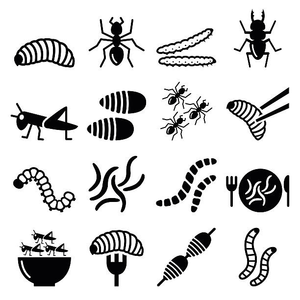 Edible worms and insects icons - alternative source on protein Food and nature icons set - maggots, bugs isolated on white maggot stock illustrations