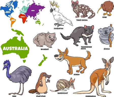 educational illustration of Australian animals set