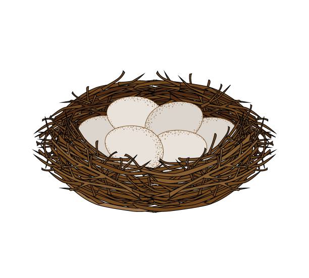 Eggs in the Nest Vector illustration of a nest with eggs animal nest stock illustrations