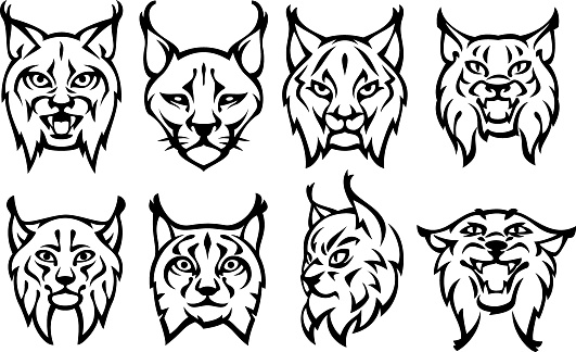 Eight lynx heads