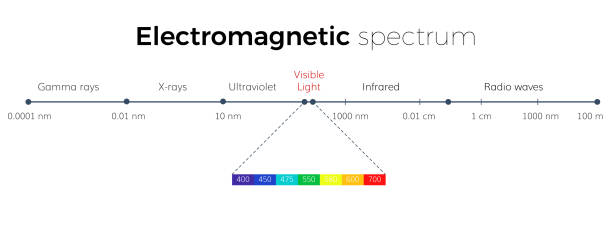 Electromagnetic Spectrum  scale Electromagnetic Spectrum The light  spectrum of waves includes infrared rays visible light ultraviolet rays and X-rays electromagnetic stock illustrations
