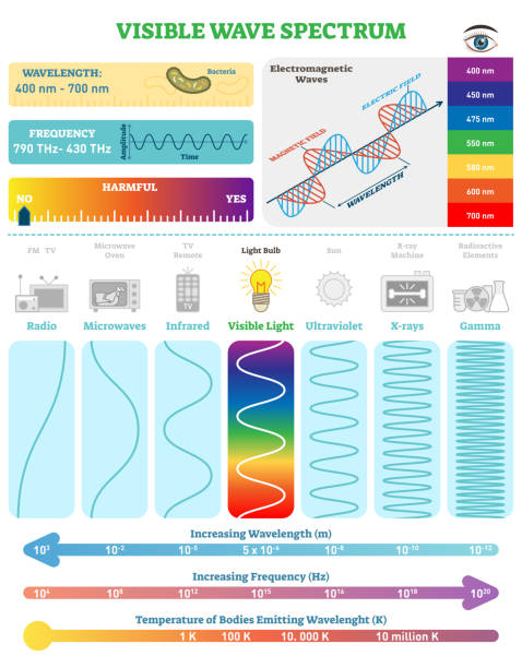 Electromagnetic Waves: Visible Wave Spectrum. Vector illustration diagram with wavelength, frequency, harmfulness and wave structure. Electromagnetic Waves: Visible Wave Spectrum. Vector illustration diagram with wavelength, frequency, harmfulness and wave structure. Science educational information. Info poster. electromagnetic stock illustrations
