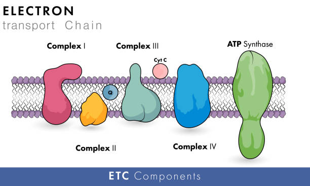 Electron transport chain of mitochondria Sowing all the complexes in human cell vector illustration Electron transport chain which carries oxidative phosphorylation of mitochondria involved in Human cell electron stock illustrations