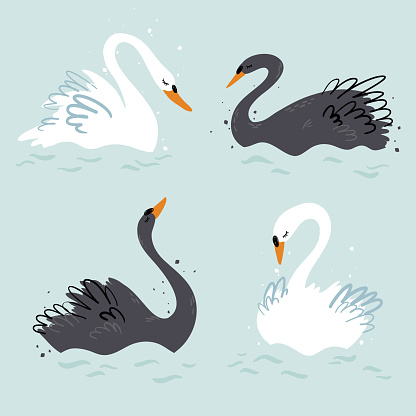 Elegant black and white swans vector illustration