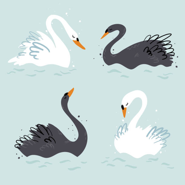 Elegant black and white swans vector illustration Elegant black and white swans vector illustration swan stock illustrations