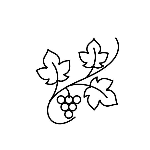 ilustrações de stock, clip art, desenhos animados e ícones de elegant wine icons in thin black line style - uvas