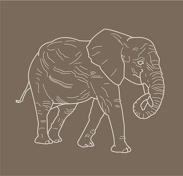 Line Drawing Elephant Illustrations, Royalty-Free Vector Graphics