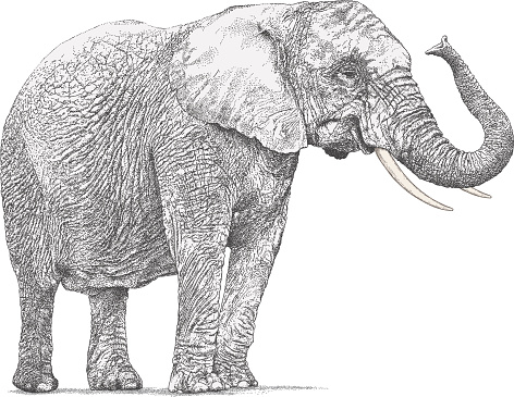 Free 121 Elephant Trunk Svg SVG PNG EPS DXF File