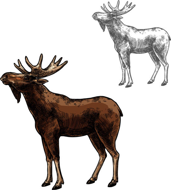 Elk vector sketch wild animal isolated icon Elk wild animal sketch vector icon side view. Wild mammal elk or moose species for wildlife fauna and zoology or hunting sport team trophy symbol and nature adventure club design moose stock illustrations