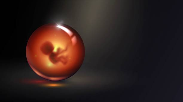 Embryo in glass ball vector art illustration