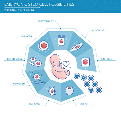 Embryonic Stem Cell Possibilities Concept.
