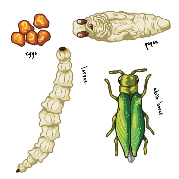 Emerald Ash Borer Life Stages: Eggs, Larvae, Pupae and Adult A set of illustrations depicting the life stages of the Emerald Ash Borer from egg to adult. emerald ash borer stock illustrations