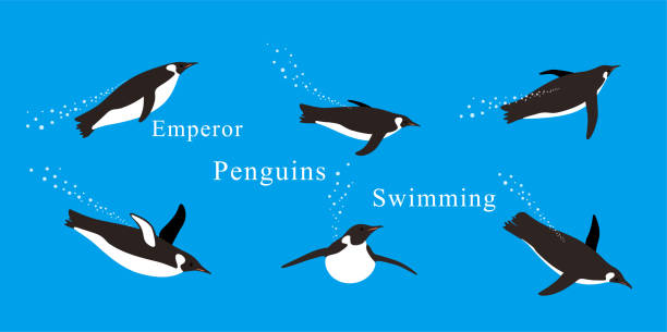 stockillustraties, clipart, cartoons en iconen met keizer pinguïns zwemmen in de zee met verschillende houdingen. - ice swimming