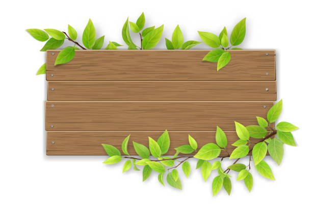 ilustrações de stock, clip art, desenhos animados e ícones de empty wooden sign with tree branch - wooden sign board against white