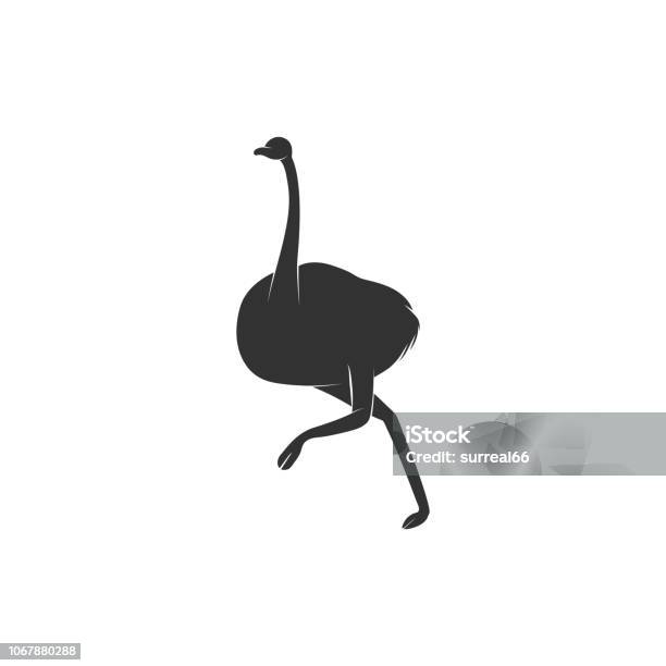 vogel bild laufender vogel strauss