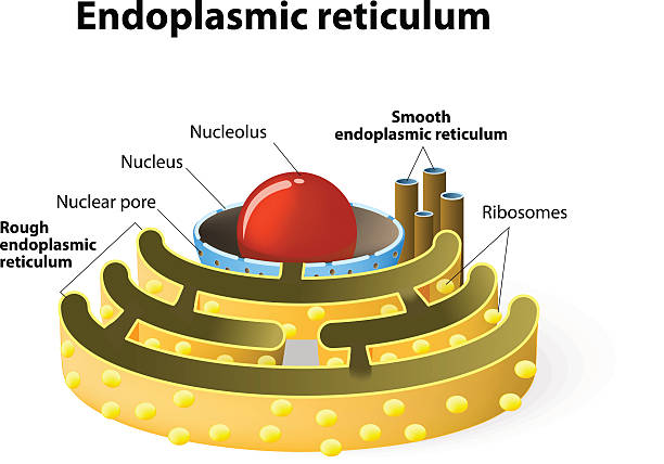 Endoplasmic reticulum Endoplasmic reticulum is a continuous membrane, which is present in both plant cells, animal cells and absent in prokaryotic cells. rough endoplasmic reticulum stock illustrations