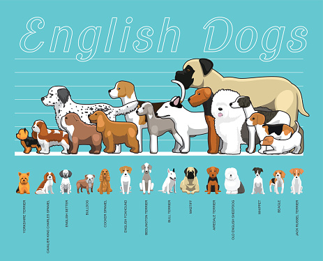English Dogs Size Comparison Set Cartoon Vector Illustration