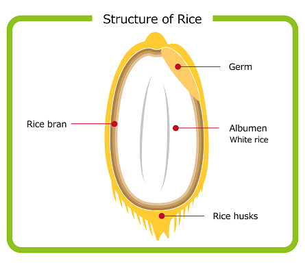 English version of the structure of rice Chaff Brown rice germ rice White rice bran layer cross section illustration Simple Vector English version. Rice structure diagram. rice husk. brown rice. germ rice. white rice. bran layer. cross-section view. illustration. simple. vector.