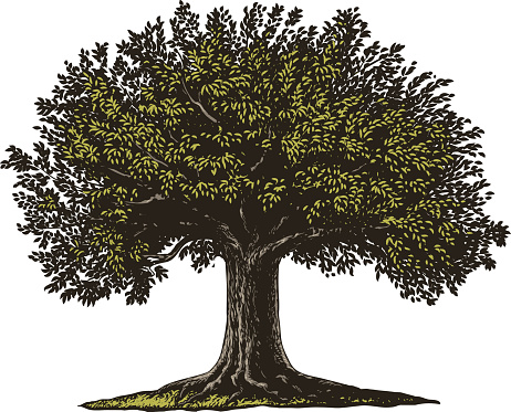 Vector illustration of a fruit tree in vintage engraving style. Isolated, grouped.
