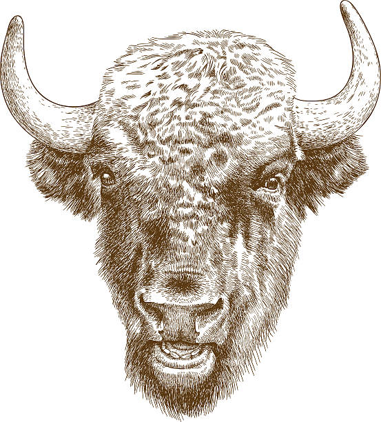 engraving antique illustration of bison head Vector antique engraving illustration of bison head isolated on white background buffalo stock illustrations