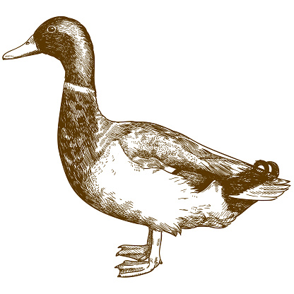 engraving antique illustration of mallard duck