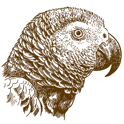 engraving drawing illustration of african grey parrot head